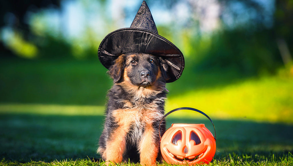 Pupdate Blog, Bryan Bark Park, Dog Safety Candy, Dogs Halloween Candy